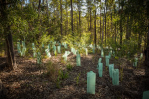 plantation de forêt