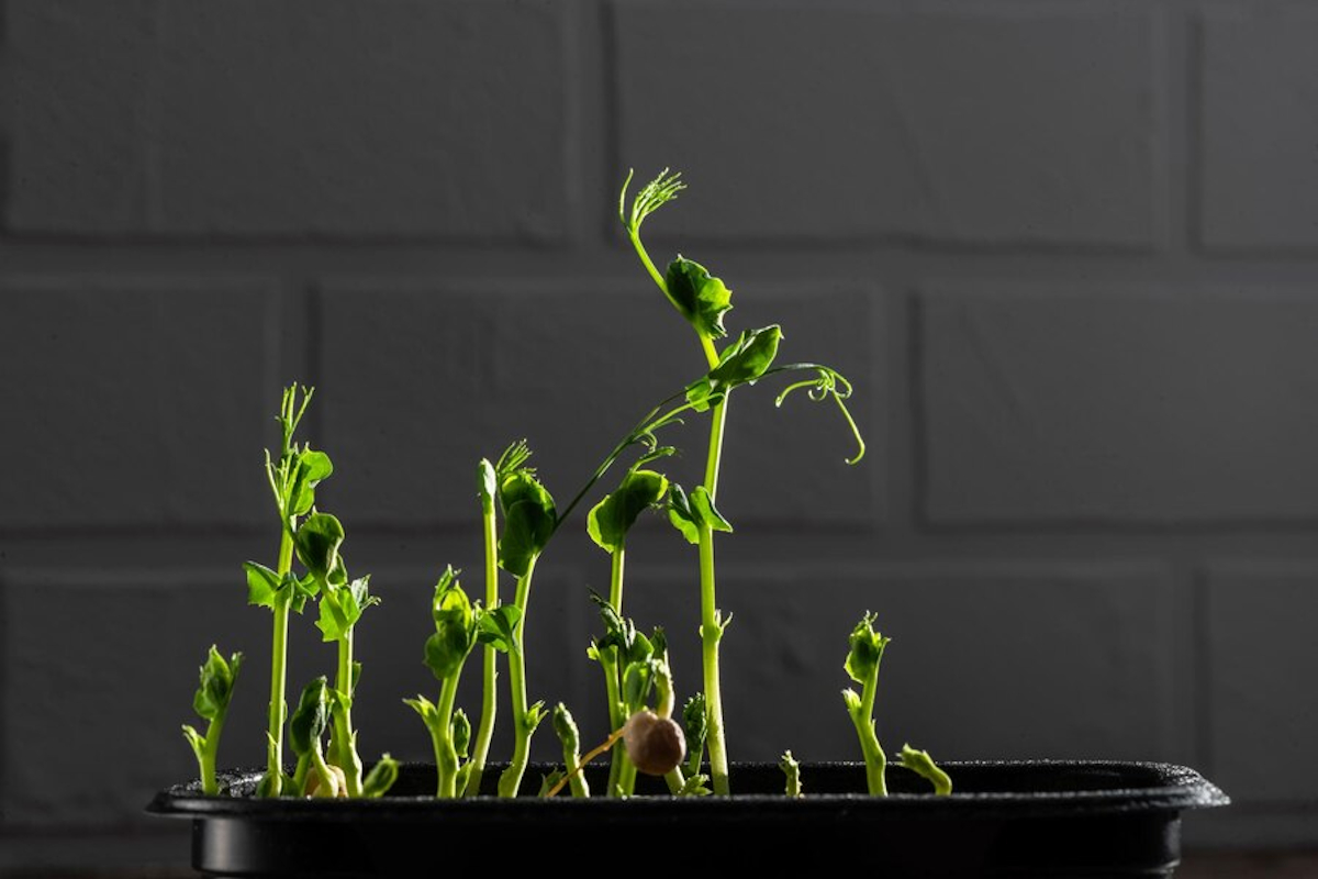 Germination haricots verts