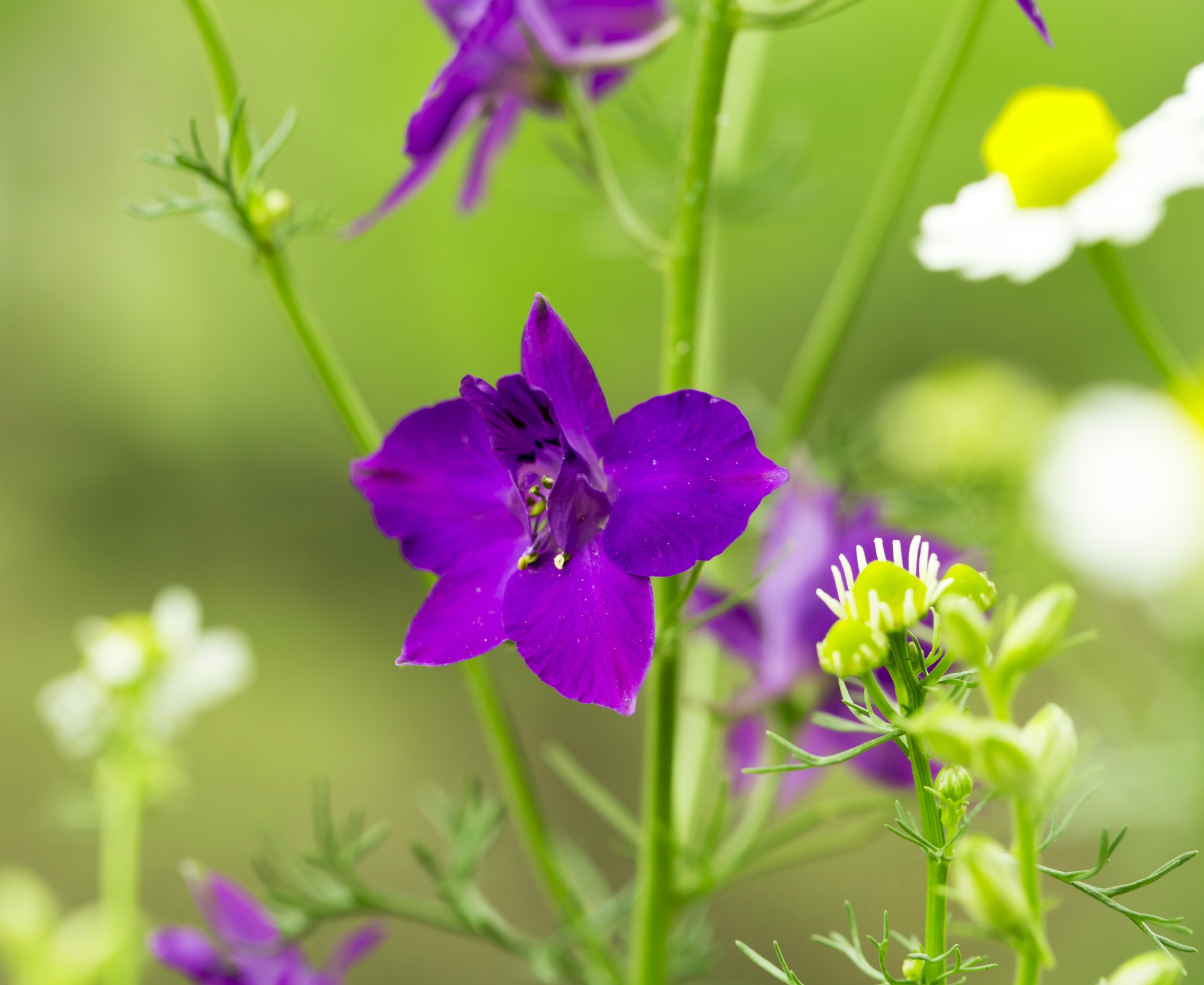 Flowerbed with sage flowers