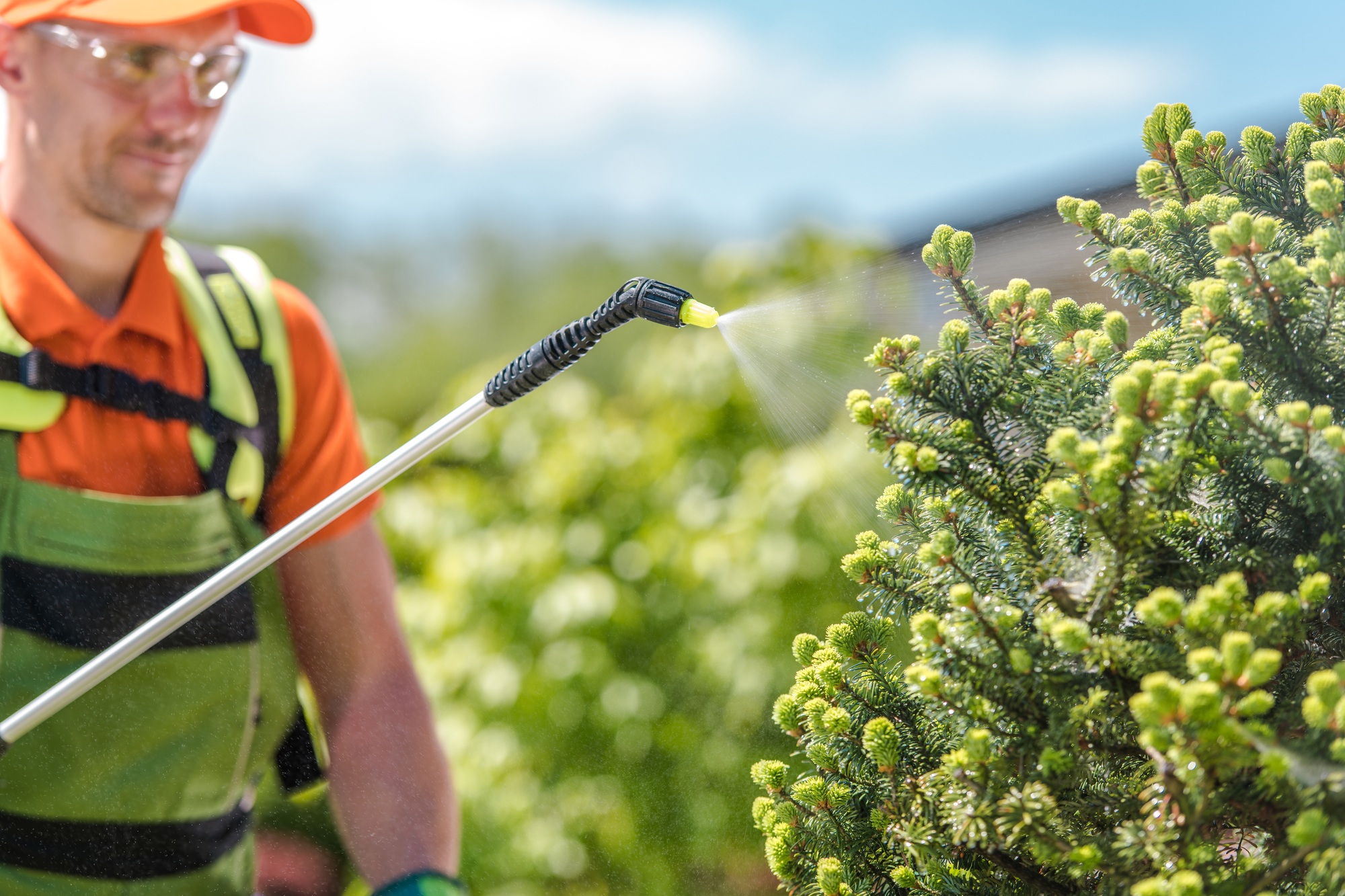 Manual Pesticide Spraying Performed by Professional Gardener