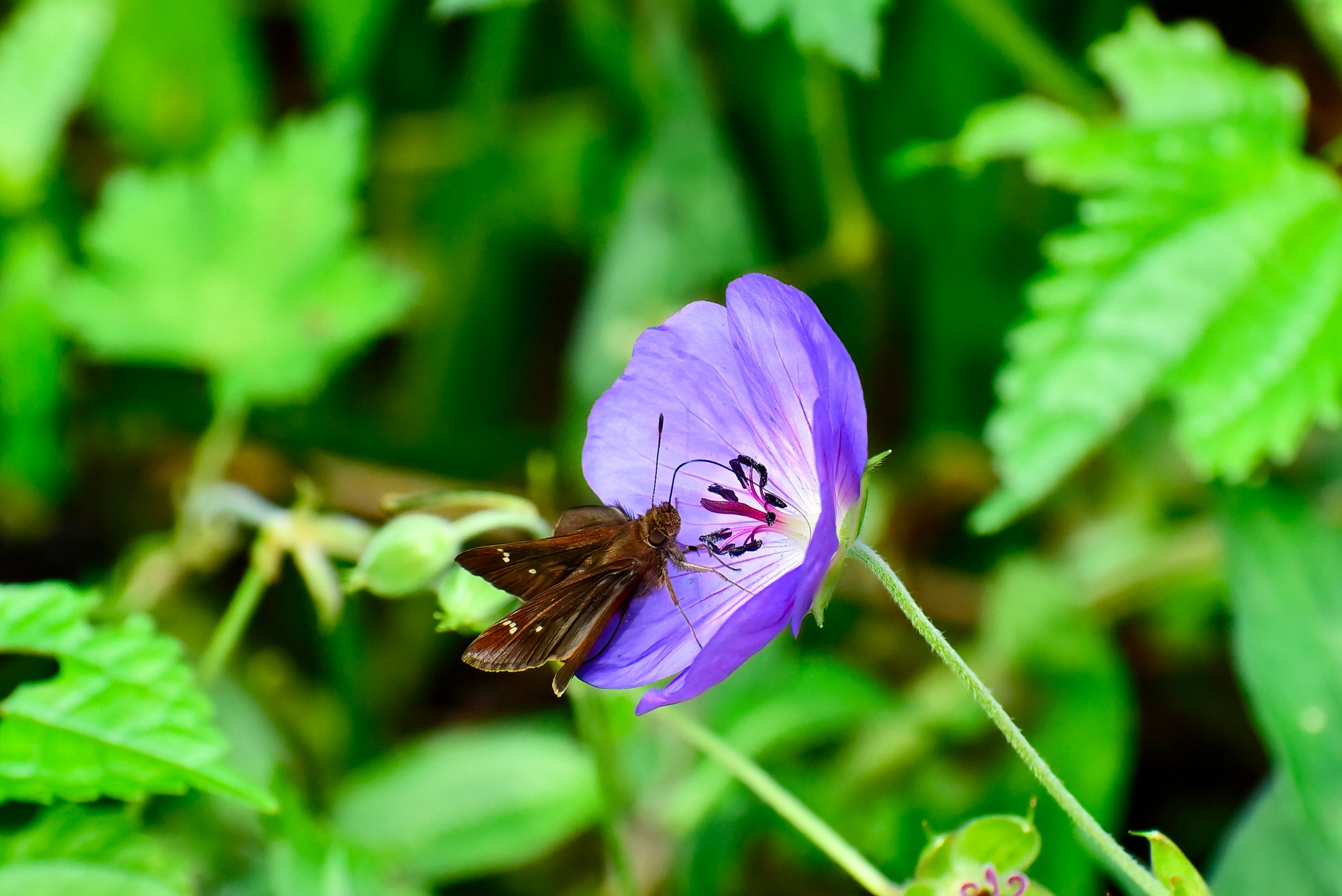 éliminer papillon du géranium