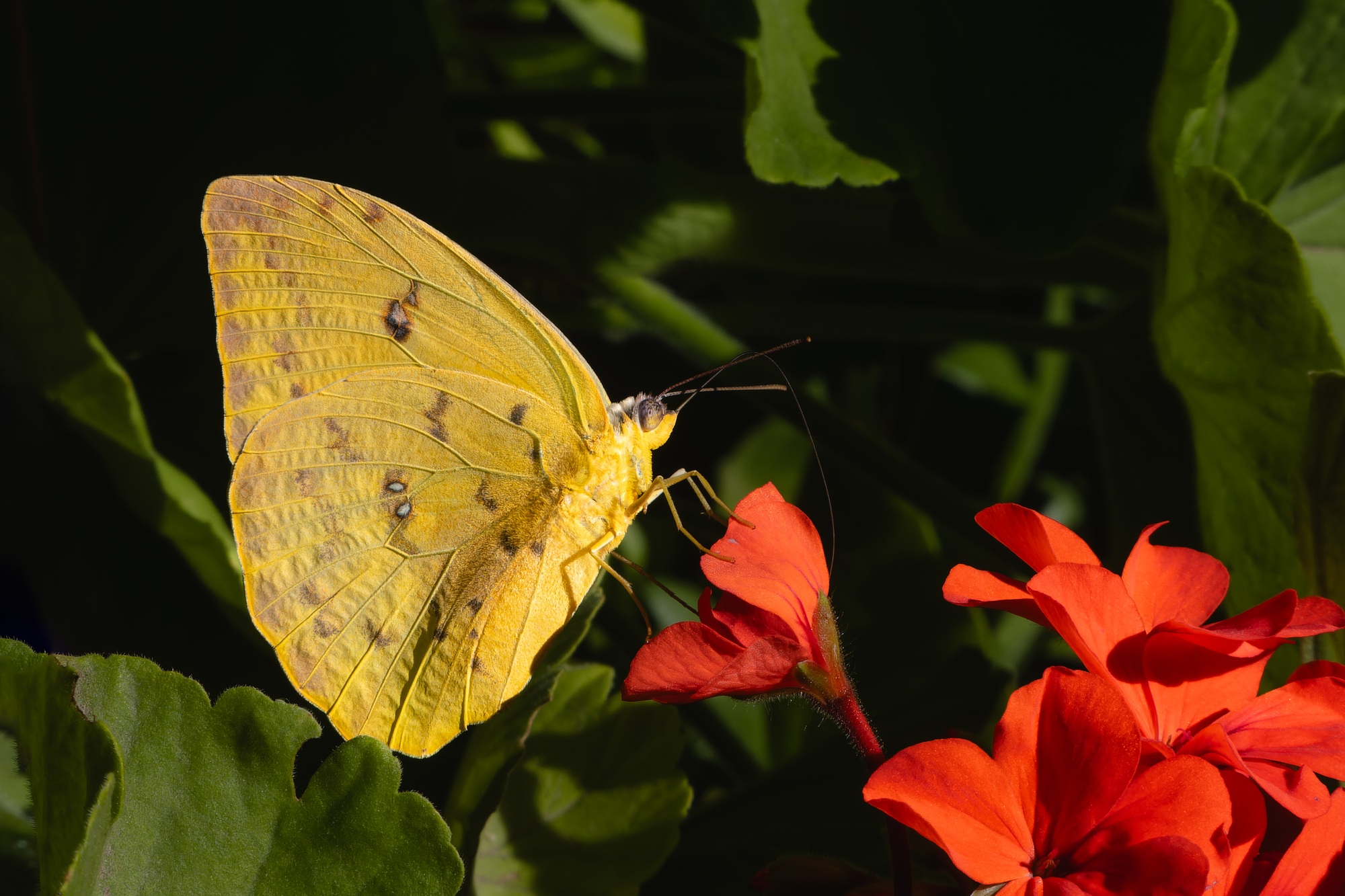 papillon du géranium