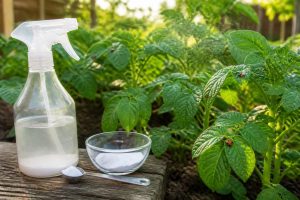 découvrez comment utiliser le bicarbonate de soude pour lutter efficacement contre les doryphores avec une solution maison simple et naturelle.