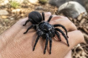 découvrez tout sur la taille impressionnante de la mygale de provence, expliquée spécialement pour les passionnés d'araignées et amateurs d'arachnides.