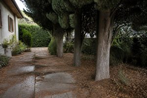 découvrez les inconvénients des cyprès souvent méconnus en aménagement paysager et apprenez à mieux les intégrer pour un jardin équilibré et durable.