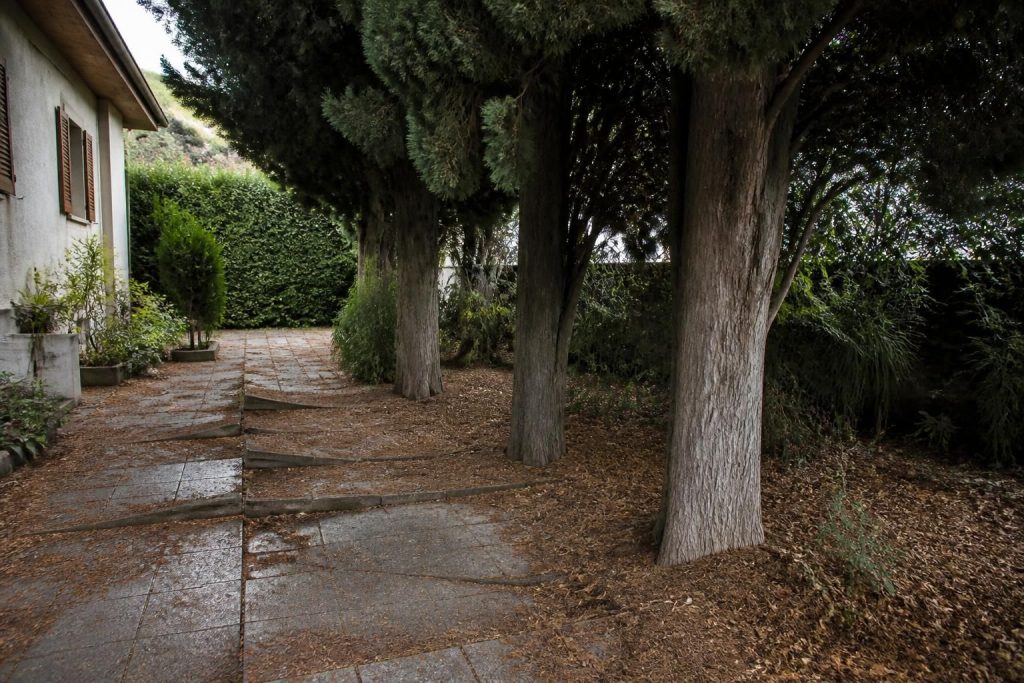 découvrez les inconvénients des cyprès souvent méconnus en aménagement paysager et apprenez à mieux les intégrer pour un jardin équilibré et durable.