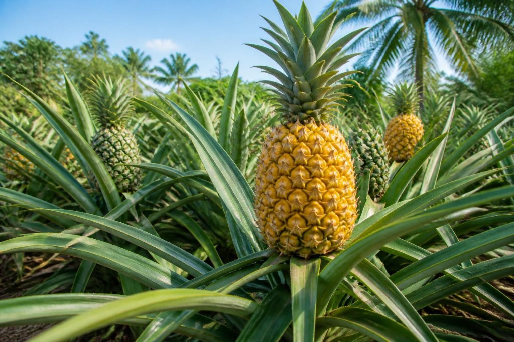 découvrez l'origine et la culture de l'ananas, ce fruit tropical souvent mal compris, et apprenez sur quel type d'arbre ou plante il pousse réellement.