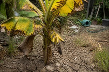 découvrez les erreurs courantes à éviter lors de la culture d'un bananier pour réussir la production de bananes savoureuses et en bonne santé.
