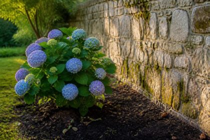 découvrez les conseils essentiels pour planter un hortensia à la bonne distance d'un mur afin d'assurer une croissance optimale et un jardin harmonieux.