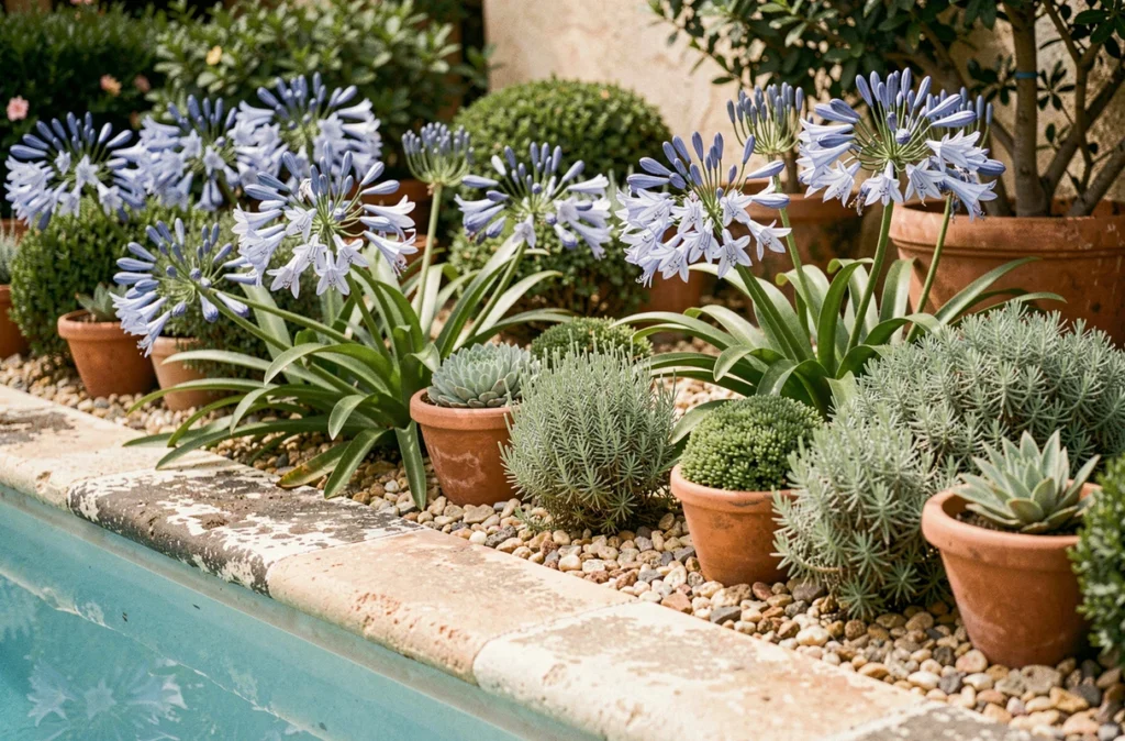 Gros plan sur des agapanthus bleus et des topiaires de santolina en bordure de piscine méditerranéenne