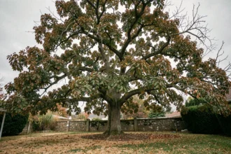 Chêne mature avant élagage avec une couronne dense et des branches croisées dans un jardin résidentiel en automne